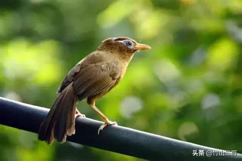 畫眉鳥可以養嗎|遛畫眉鳥的講究及禁忌 養鳥須知 – 寵物百科